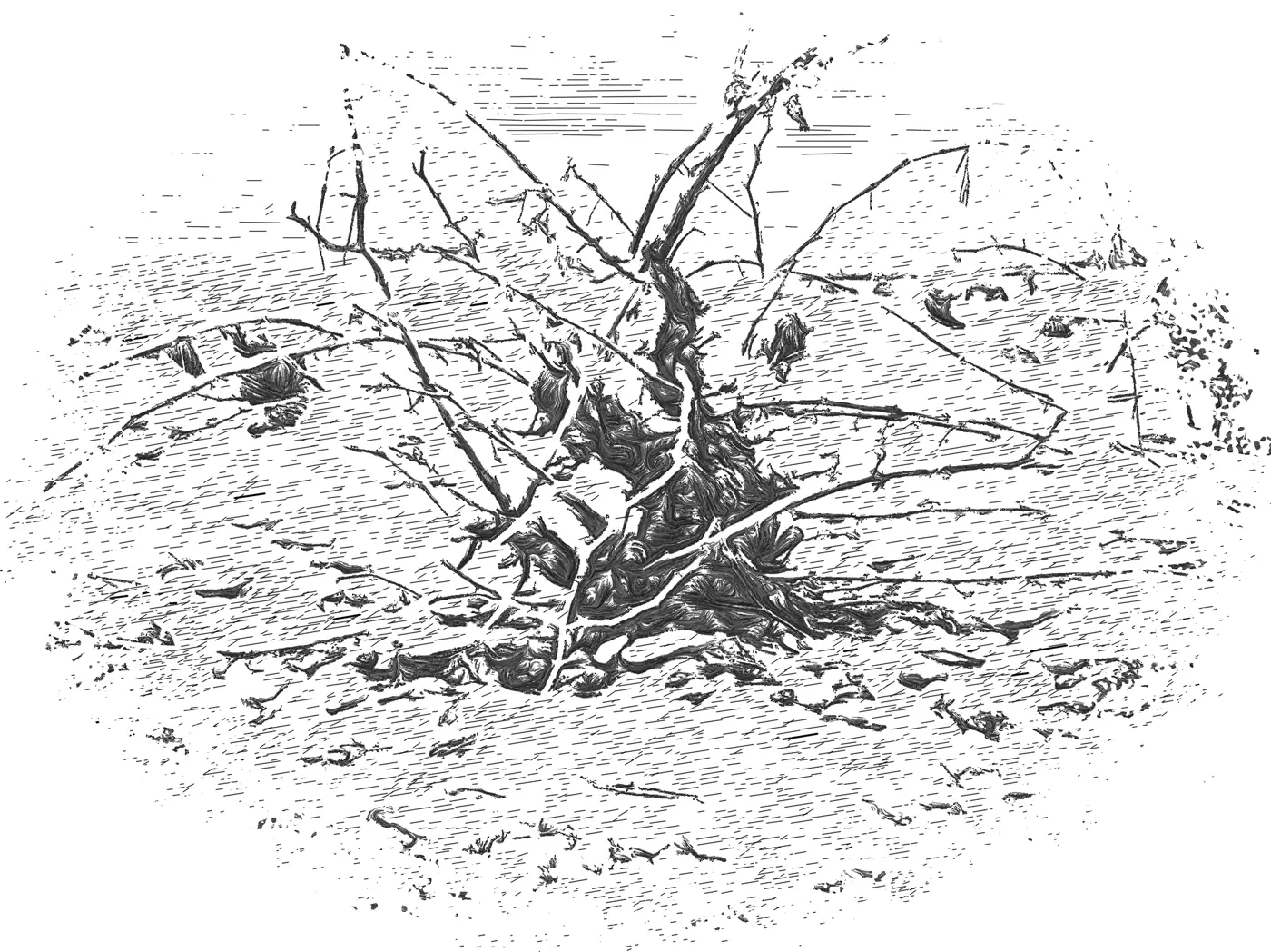 Dibujo de una cepa del viñedo de Loess en Roa de Duero
