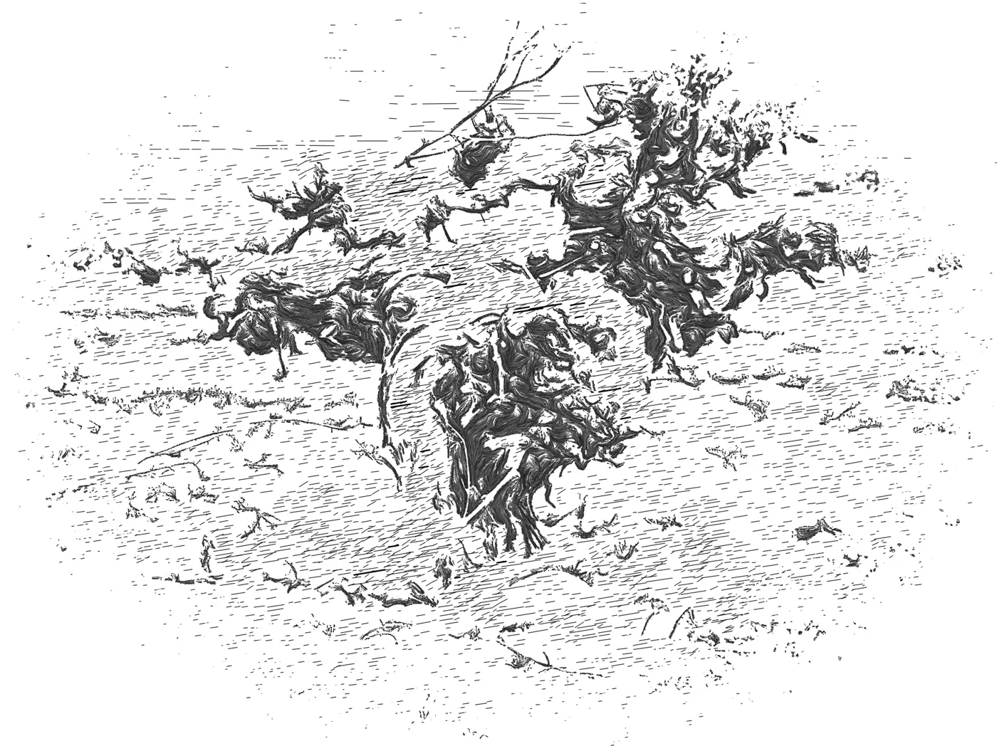 Dibujo de una cepa del viñedo de Loess en Rueda