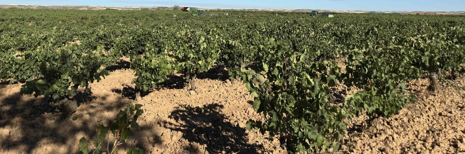 Viñedos de Loess en Roa de Duero, Ribera del Duero