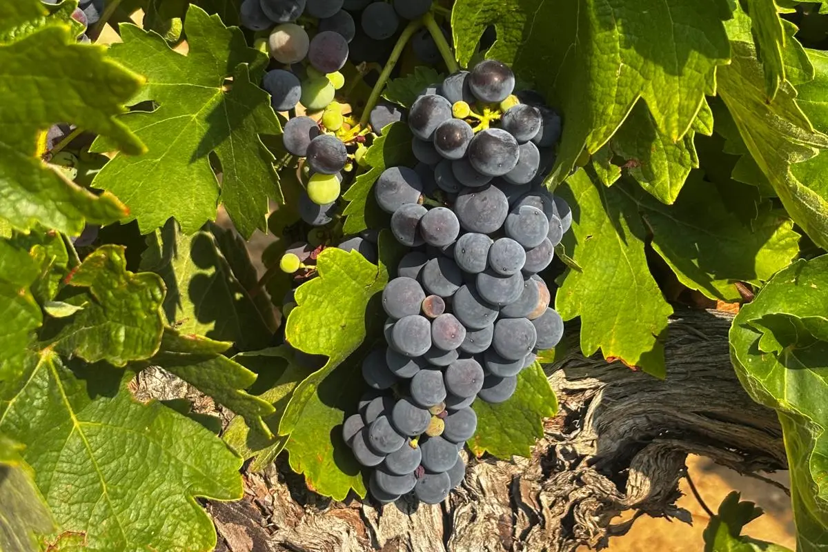 Racimo de uva tempranillo en el viñedo de Loess